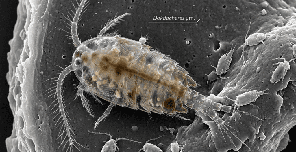 독도 동식물 ,독도 신종 요각류 독도 생태계,독도 미기록종,독도체레스.섬기린초,사철나무,,2026 독도 리포트,동해의 갈라파고스,멸종위기 야생생물,생물 주권, 독도 동식물 총정리